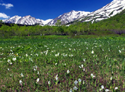 Tsugaike nature park