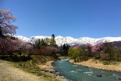 Cherry Blossoms season.