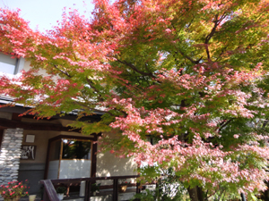 白馬山麓の紅葉